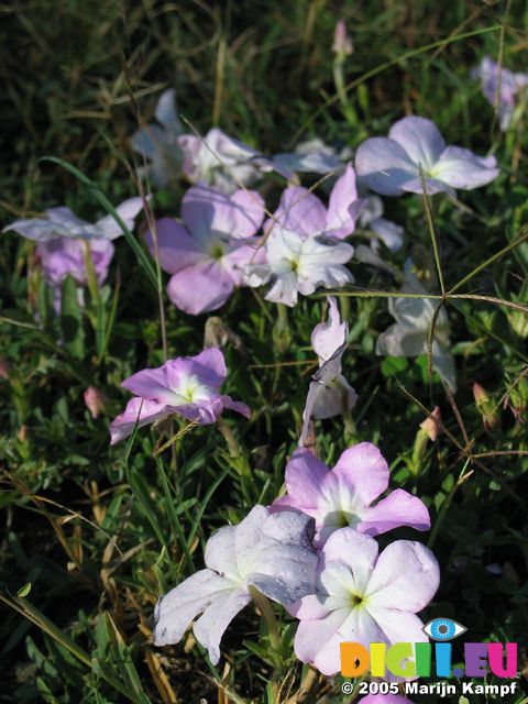 14499 Purple flowers